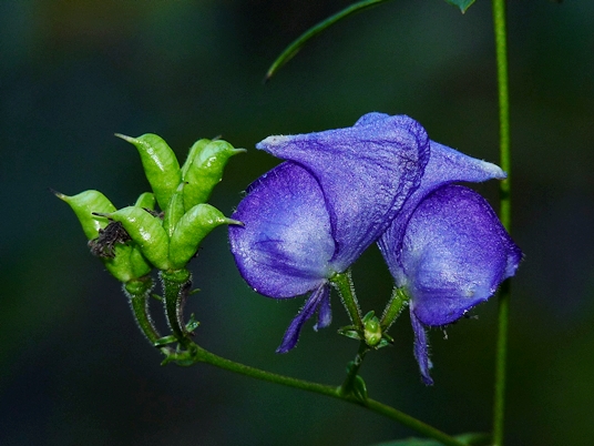 {Aconitum uncinatum}